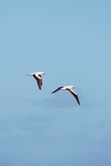 Albatrosse über der Karibik