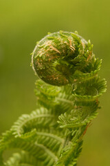 Nierozwiniety liśc paprocio © pinus25