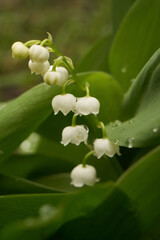 KOnwalie w kroplach deszczu