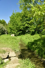 Végétation luxuriante au printemps le long du Molenbeek à la réserve naturelle de Ganshoren à l'ouest de Bruxelles