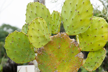 Cactus (Opuntia) with a spike. Growing on the sand in the garden