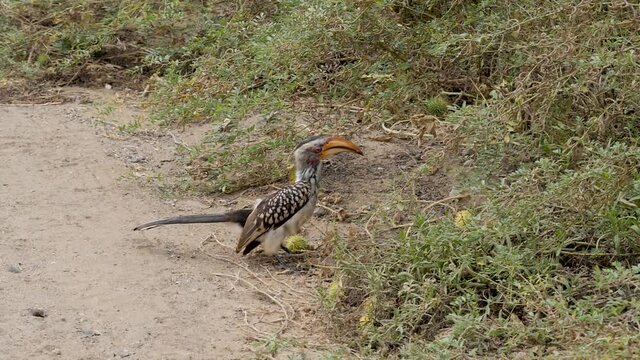 Southern Yellow-Billed Hornbill