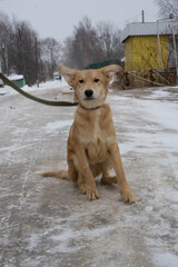 beige stray dog sitting on the ground with a collar
