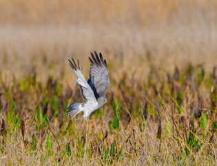 Male northern harrier (circus cyaneus) landing on prey in marsh - looking forward, wings extended up - blurred background brown grasses green pickerel weed - yellow eye