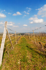Obraz premium Vineyards in spring. North Italy