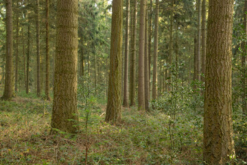 Reihe aus Baumstämmen im Wald
