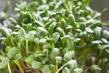 Closeup of sunflower microgreen sprouts with selective focus
