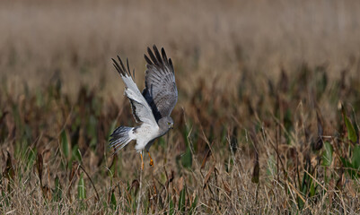 Male northern harrier (circus cyaneus) landing on prey in marsh - looking forward, wings extended up - blurred background brown grasses green pickerel weed - yellow eye