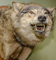 The stuffed head of a snarling gray wolf