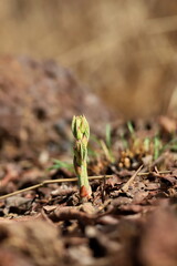 young tropical plant in soil