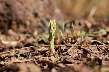 Fototapeta premium new tropical plant in spring