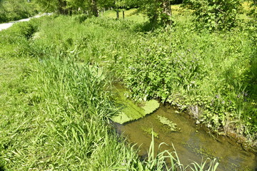 Végétation aquatique dans le lit du ruisseau Molembeek au parc Roi Baudoin à Jette