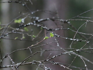 A bird perched on a tree branch