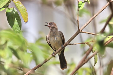 songbird on branch