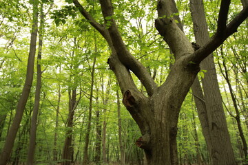 Fototapeta premium tree