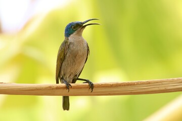 sunbird on branch