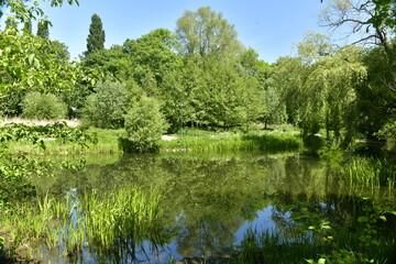 Fototapeta na wymiar La végétation luxuriante au printemps autour d'un étang au parc Roi Baudoin à Jette 
