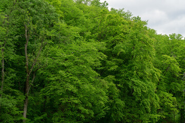 green foliage of a tree against the sky