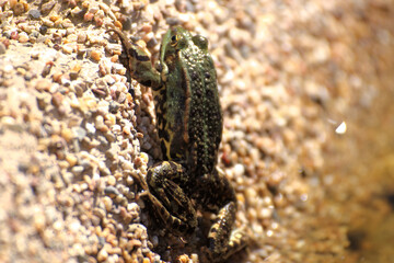 A frog sits on the edge of a garden pond in spring