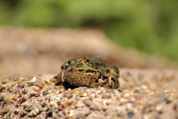 A frog sits on the edge of a garden pond in spring