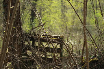 Wooden pallet in forest