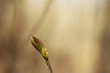 bud
