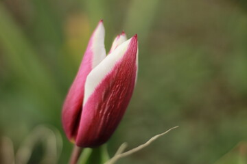 red tulip in spring