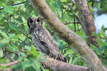 nightbird on the tree