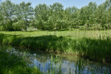 Le ruisseau Molembeek traversant la prairie principale du parc Roi Baudoin à Jette