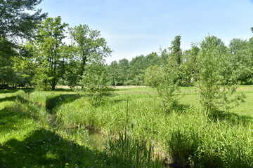 Fototapeta na wymiar Le ruisseau Molembeek traversant la prairie principale du parc Roi Baudoin à Jette
