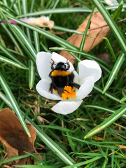 Bumblebee collects pollen and nectar from blooming white crocus spring flowers