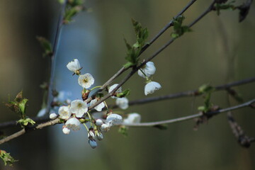 branch of a tree