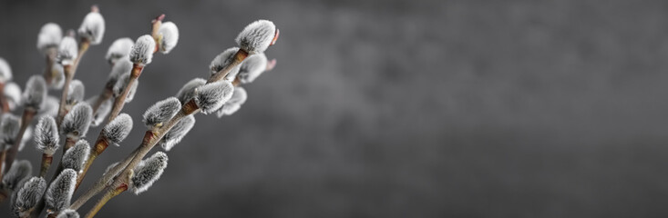Beautiful bouquet of pussy willow branches on grey background, closeup view with space for text. Banner design © New Africa