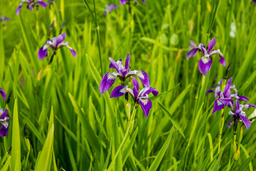Colored flowered irises in the grass