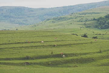 landscape with cows