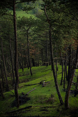 Fototapeta premium forest in autumn