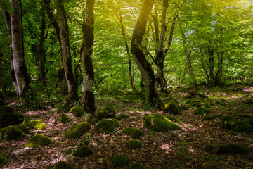 Many stones covered with moss lying in the forest