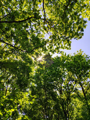 leaves