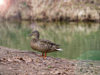 One gray-brown duck walks on the shore of the green city pond of the reserve. The concept of protecting and protecting untouched wildlife. Selective blur of focus.