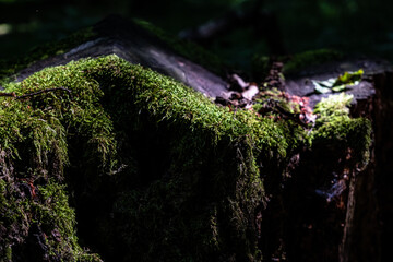 green moss on the rock