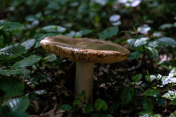 mushroom in the forest