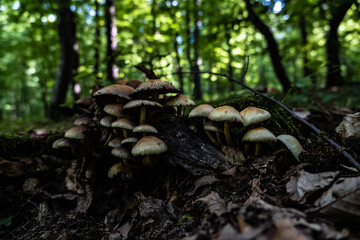 mushroom in the forest