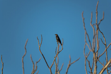 Small black bird in a tree top