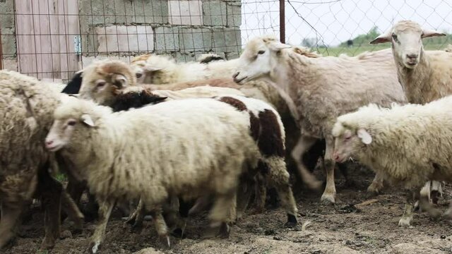 Sheep herd in a corral of a rural farm
