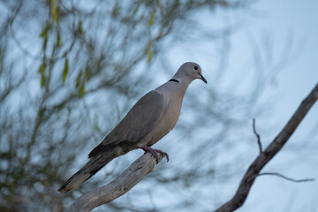 One dove in a desert tree