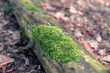 Old tree trunk covered with moss. Moss on an old felled tree