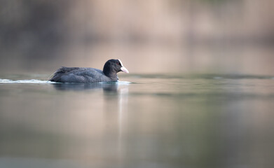 Blässhuhn auf einem See, Vogel