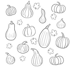  A linear image of a pumpkin in a doodle style. The illustration is hand-drawn. 