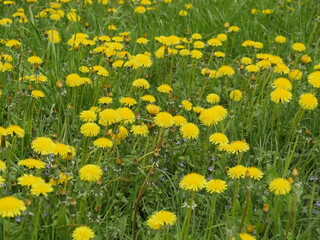 field of yellow dandelions in spring