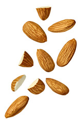 almond nut food healthy organic natural ingredient snack isolated seed brown fruit closeup nutrition group